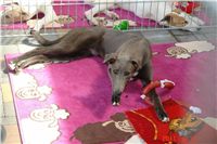 Greyhound Schooling Academy_Czech_Greyhound_Racing_Federation_DSC04707.JPG