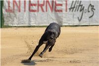 Track_Record_Greyhound_Schooling_Academy Praskacka_Mount-Cappucines_Jamaica_Czech_Greyhound_Racing_F