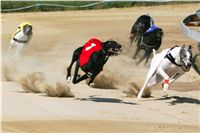 chrti_dostihy_St-Leger_Czech_Greyhound_Racing_Federation_NQ1M5449.jpg