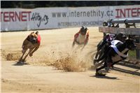 chrti_zavody_St-Leger_Czech_Greyhound_Racing_Federation_DSC09183.jpg