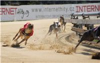 St. Leger_Czech_Greyhound_Racing_Federation_DSC09184.JPG