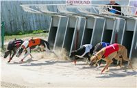 St. Leger_Czech_Greyhound_Racing_Federation_NQ1M5361.JPG