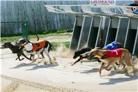 St. Leger_Czech_Greyhound_Racing_Federation_NQ1M5362.JPG