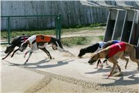 St. Leger_Czech_Greyhound_Racing_Federation_NQ1M5363.JPG