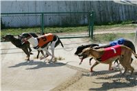 St. Leger_Czech_Greyhound_Racing_Federation_NQ1M5364.JPG