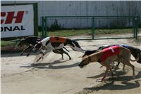 St. Leger_Czech_Greyhound_Racing_Federation_NQ1M5365.JPG
