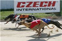 St. Leger_Czech_Greyhound_Racing_Federation_NQ1M5366.JPG