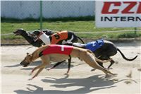 St. Leger_Czech_Greyhound_Racing_Federation_NQ1M5367.JPG