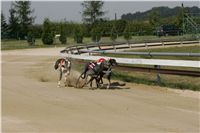 St. Leger_Czech_Greyhound_Racing_Federation_NQ1M5382.JPG