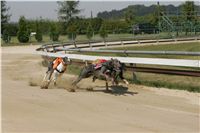 St. Leger_Czech_Greyhound_Racing_Federation_NQ1M5383.JPG