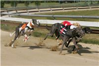 St. Leger_Czech_Greyhound_Racing_Federation_NQ1M5384.JPG