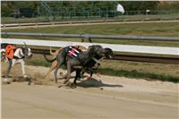 St. Leger_Czech_Greyhound_Racing_Federation_NQ1M5385.JPG