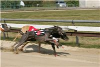St. Leger_Czech_Greyhound_Racing_Federation_NQ1M5386.JPG