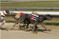 St. Leger_Czech_Greyhound_Racing_Federation_NQ1M5387.JPG