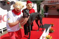 chrti_dostihy_St. Leger_Czech_Greyhound_Racing_Federation_DSC06371.JPG