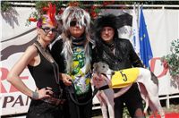 chrti_dostihy_St. Leger_Czech_Greyhound_Racing_Federation_DSC06450.JPG
