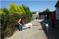 chrti_dostihy_St. Leger_Czech_Greyhound_Racing_Federation_DSC06479.JPG