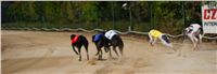 chrti_dostihy_St. Leger_Czech_Greyhound_Racing_Federation_DSC09200.JPG