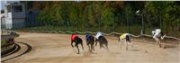 chrti_dostihy_St. Leger_Czech_Greyhound_Racing_Federation_DSC09202.JPG