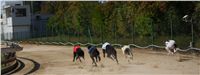 chrti_dostihy_St. Leger_Czech_Greyhound_Racing_Federation_DSC09204.JPG