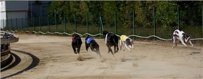 chrti_dostihy_St. Leger_Czech_Greyhound_Racing_Federation_DSC09205.JPG
