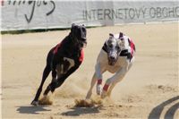 chrti_dostihy_St. Leger_Czech_Greyhound_Racing_Federation_DSC09207.JPG