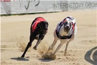 chrti_dostihy_St. Leger_Czech_Greyhound_Racing_Federation_DSC09208.JPG