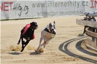 chrti_dostihy_St. Leger_Czech_Greyhound_Racing_Federation_DSC09209.JPG