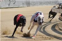 chrti_dostihy_St. Leger_Czech_Greyhound_Racing_Federation_DSC09210.JPG