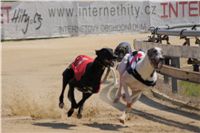 chrti_dostihy_St. Leger_Czech_Greyhound_Racing_Federation_DSC09211.JPG