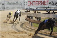 chrti_dostihy_St. Leger_Czech_Greyhound_Racing_Federation_DSC09217.JPG