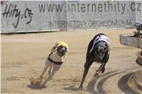 chrti_dostihy_St. Leger_Czech_Greyhound_Racing_Federation_DSC09219.JPG