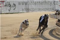 chrti_dostihy_St. Leger_Czech_Greyhound_Racing_Federation_DSC09220.JPG