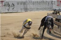 chrti_dostihy_St. Leger_Czech_Greyhound_Racing_Federation_DSC09221.JPG