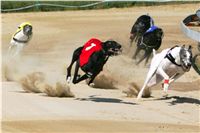 chrti_dostihy_St. Leger_Czech_Greyhound_Racing_Federation_NQ1M5449.JPG