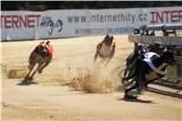 chrti_zavody_St. Leger_Czech_Greyhound_Racing_Federation_DSC09183.JPG