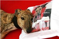 Extra_Race_09-_Czech_Greyhound_Racing_Ferderation_NQ1M0310.jpg