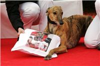 Extra_Race_09-_Czech_Greyhound_Racing_Ferderation_NQ1M0277.jpg