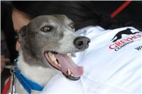 Greyhound_Chanel_alias_Julia_Roberts_Czech_Greyhound_Racing_Federation_DSC00003-1.jpg
