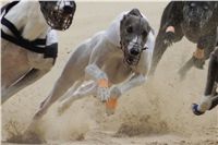 sportovni_modelka_Chanelka_v_zavodu_Czech_Greyhound-Racing_Federation_DSC08088-U.jpg
