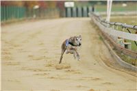 Andy_87m_Czech_Greyhound_Racing_Federation_NQ1M9111.jpg