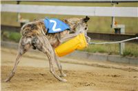 Andy_87m_Czech_Greyhound_Racing_Federation_NQ1M9117.JPG