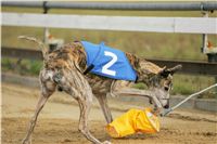 Andy_87m_Czech_Greyhound_Racing_Federation_NQ1M9118.jpg