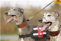 Andy_Aldo_87m_Czech_Greyhound_Racing_Federation_NQ1M9152.JPG