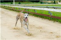 Greyhound_Andy_87m_Czech_Greyhound_Racing_Federation_DSC03167.JPG