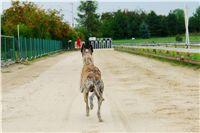 Greyhound_Andy_87m_Czech_Greyhound_Racing_Federation_DSC03169.JPG