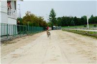 Greyhound_Andy_87m_Czech_Greyhound_Racing_Federation_SC03170.JPG