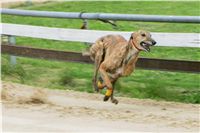 Swift_Czech_Greyhound_Racing_Federation_NQ1M5201.JPG