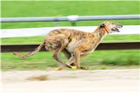 Swift_Czech_Greyhound_Racing_Federation_NQ1M5209.jpg