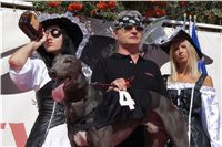 3. Mellison_Kewel_Secret_Greyhound_Race_CGDF_DSC00397.JPG 3-Mellison_Kewel_Secret_Greyhound_Race_CGDF_DSC00397.jpg